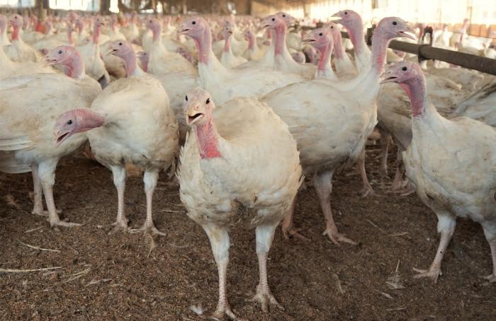 Detectan influenza aviar en planta de pavos en Chile