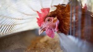 Nutrición mineral en gallinas ponedoras: desafíos en el campo