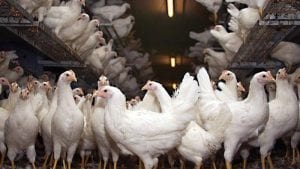 Anuncian planta para gallinas fin de ciclo en Honduras