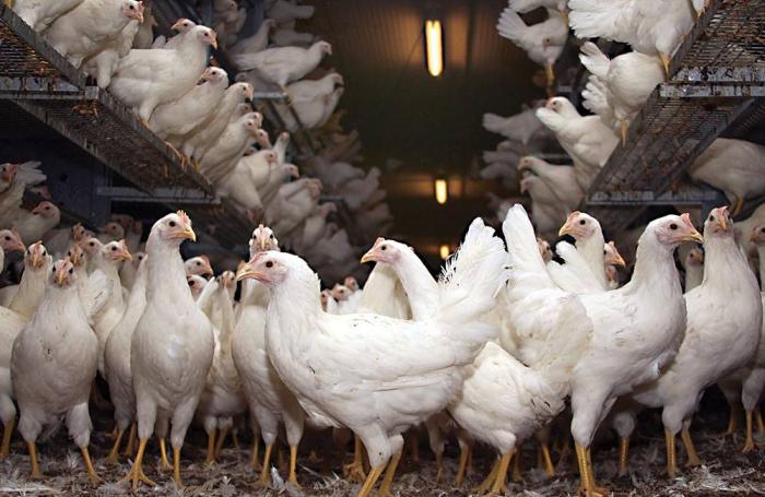 Anuncian planta para gallinas fin de ciclo en Honduras