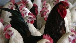 El manejo del macho en la fertilidad de la parvada