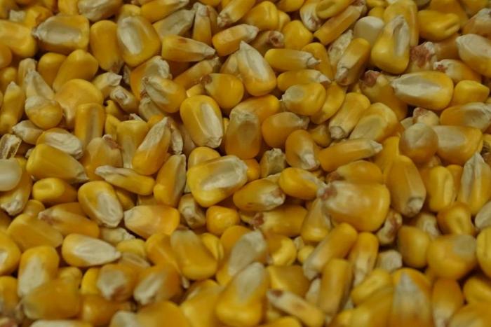 Se agrava en Brasil la situación de la escasez de maíz
