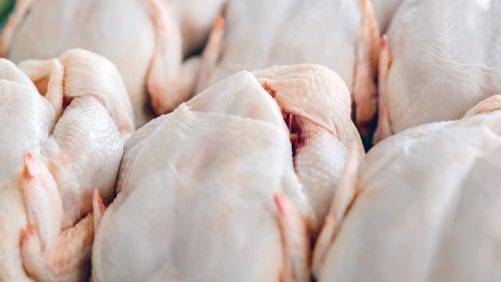 Crece en 15% volumen de pollo chileno exportado