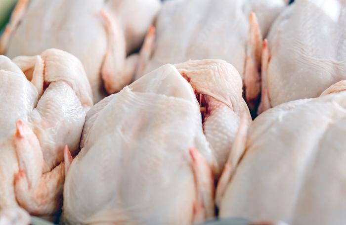 Crece en 15% volumen de pollo chileno exportado