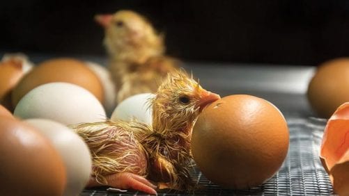 5 medidas contra la salmonela en criaderos de pollitos
