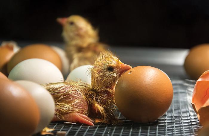 Bienestar de las aves en la producción y sacrificio