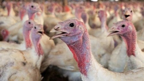 Producción ecuatoriana de pavo aumentaría 20% en 2019