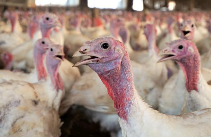 Producción ecuatoriana de pavo aumentaría 20% en 2019