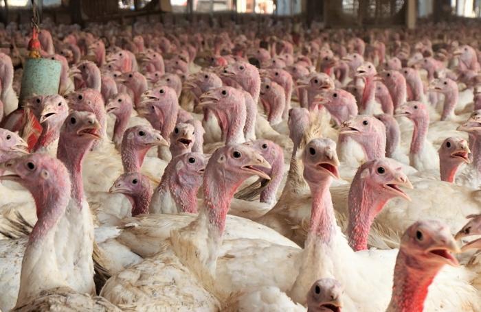 Vecinos de Chile, en alerta por caso de influenza aviar
