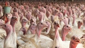 Pavo chileno quiere seguir pasos del pollo en China
