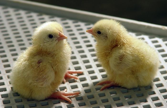 Industria avícola: el negocio correcto