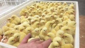 Control de la pérdida de peso del pollito en incubación