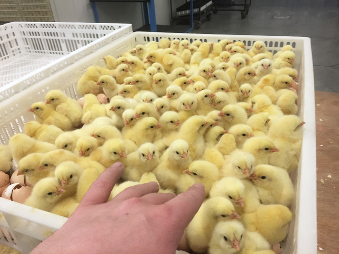 Control de la pérdida de peso del pollito en incubación