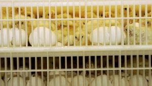 Francia prohibirá trituración de pollitos descartados