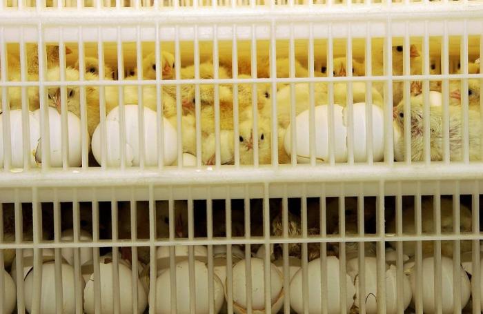 Francia prohibirá trituración de pollitos descartados