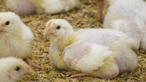 Fisiología de la respiración del pollo