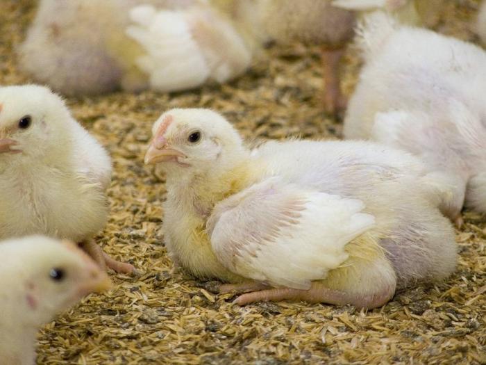 Panamá: segundo consumidor de pollo en Latinoamérica