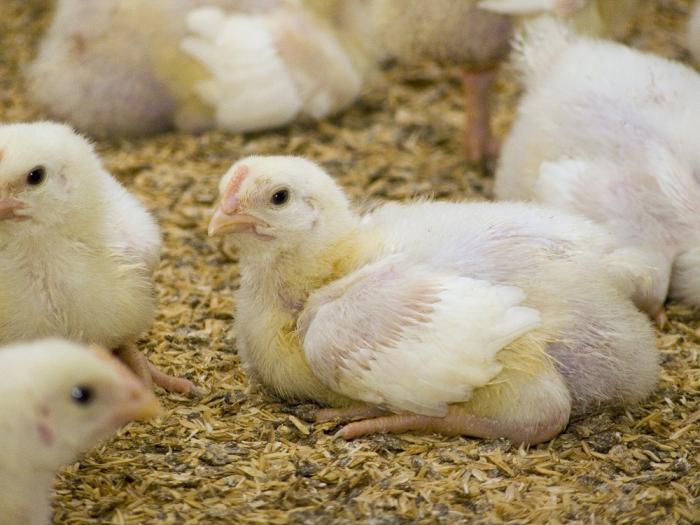 Universidad colombiana acaba mito de pollos y hormonas