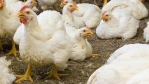 Ola de calor mata 80,000 pollos en Uruguay