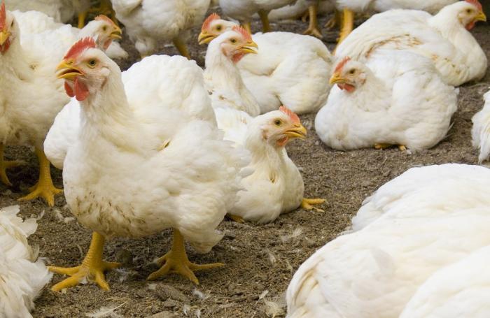 Agilidad intestinal para una nutrición avícola más rentable