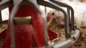 Cómo funciona el efecto bactericida de los fitogénicos