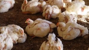 14 aspectos para usar butirato y mejorar el desempeño avícola