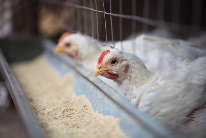 Prometen las enzimas en el mercado de nutrición animal