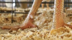 Alternativa sustentable para cama de pollo en Argentina