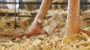 Residuo avícola sirve como abono y alimento de bovinos