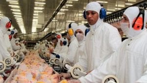 Brasil exporta 281,800 toneladas de pollo en enero
