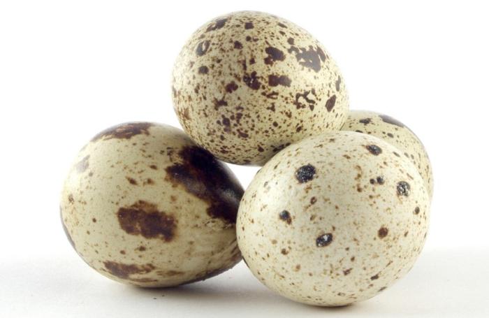 Colombia: huevo de codorniz procesado llegaría al Japón