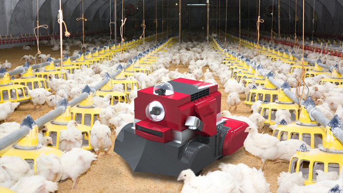 Los robots en producción avícola transformarán al sector