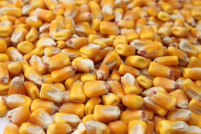China libera parcialmente su stock de maíz amarillo