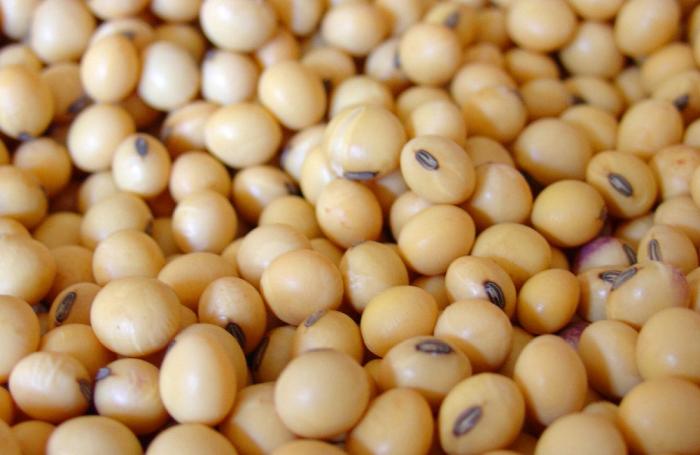 Soya brasileña podría llegar al Pacífico por Ecuador