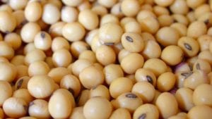 Argentina planifica exportar harina de soya a China