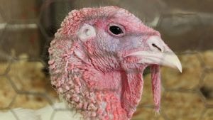 California: eliminan influenza aviar en parvadas de pavos
