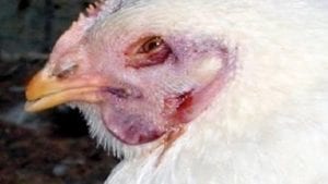 Continúa el avance de la influenza aviar