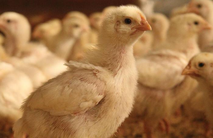 Sigue a la baja rentabilidad para avícolas colombianas