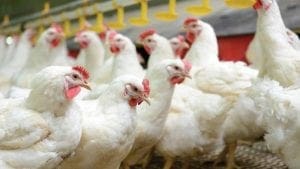 H5N2 de baja patogenicidad en ponedoras dominicanas