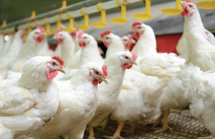 Dudas en Bolivia sobre control productivo de pollos