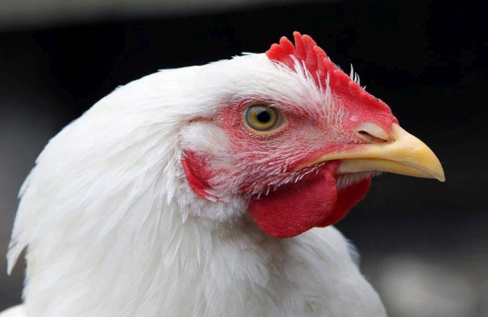 Abuso de antibióticos en pollo de engorde en Ecuador