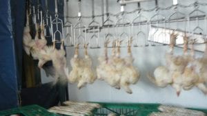 Impacto de la fisiología del pollo en el procesamiento