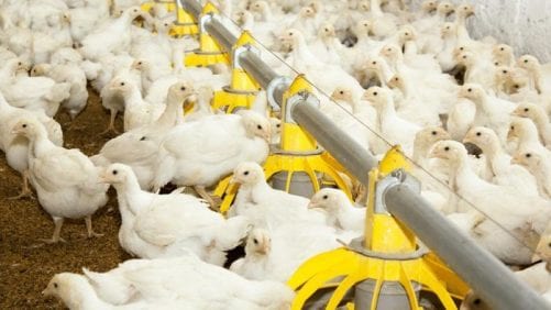 Riesgos ocupacionales de los trabajadores de la producción avícola
