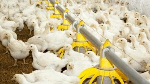 ‘Broiler model’: herramienta para la toma de decisiones