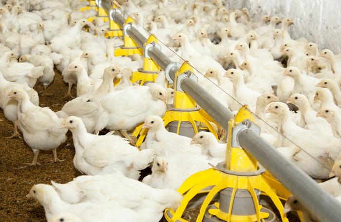 Ola de calor repentina mata 5,000 pollos en Argentina