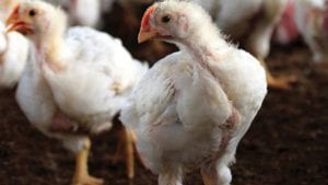 Cierre de fronteras por coronavirus arriesga avicultura china