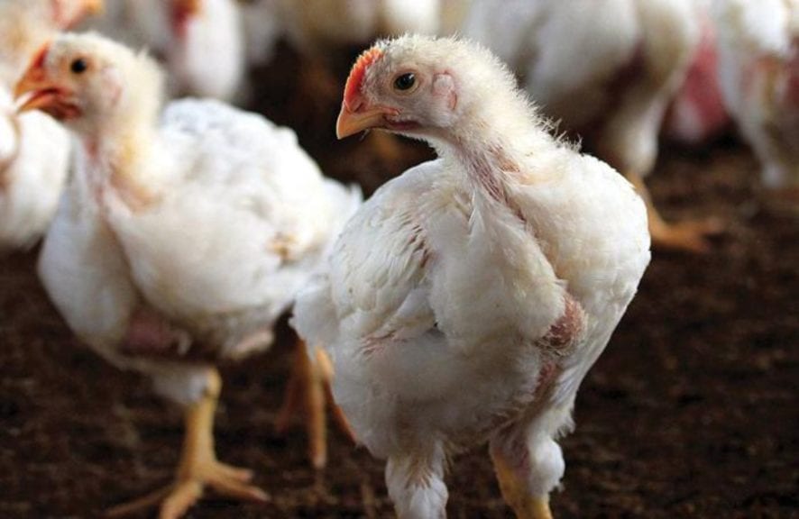 Mayores avícolas peruanas esperan exportar en 5 años