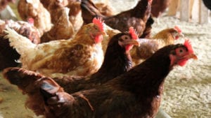 Carrefour Brasil solo venderá huevos libres de jaula