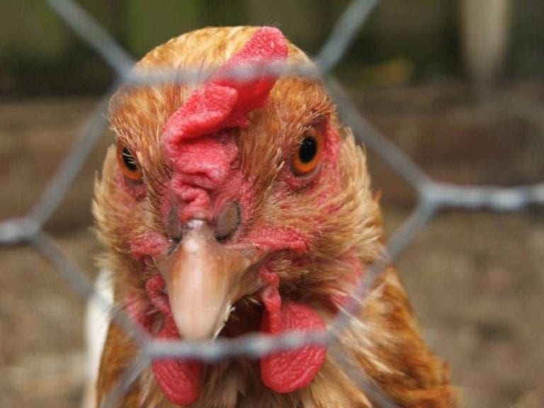 El pollo “camarada” quiere atacar de nuevo