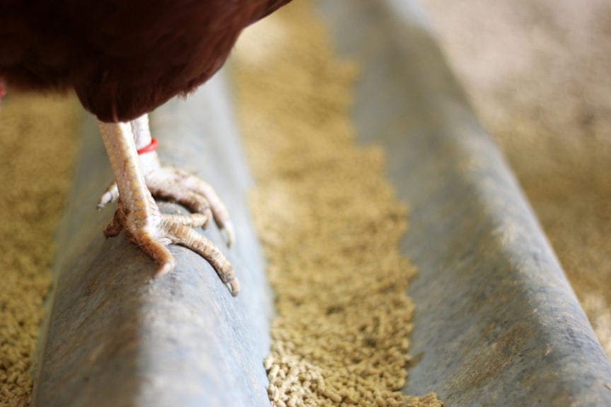 Oferta de pollo bajaría 7 por ciento en Bolivia